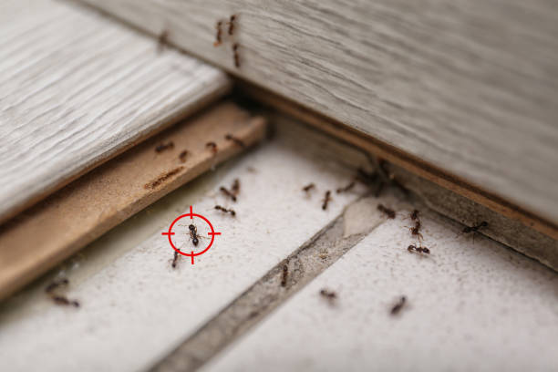 Best Spider Control Near Me  in Woodstock, IL