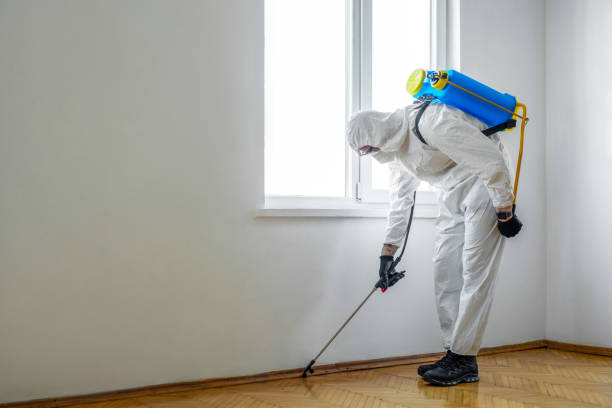 Best Wasp Removal Services  in Woodstock, IL