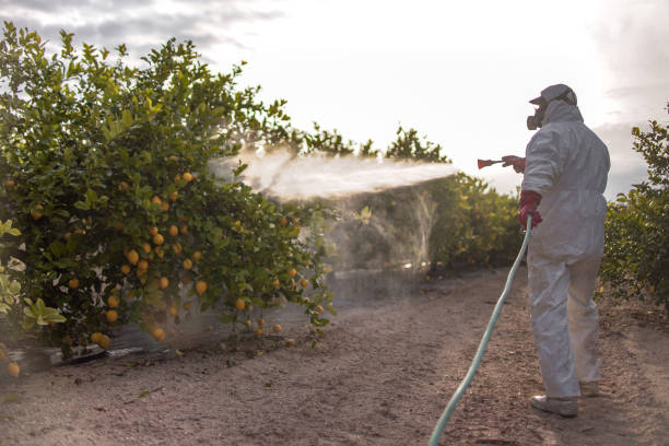Best Bed Bug Extermination  in Woodstock, IL